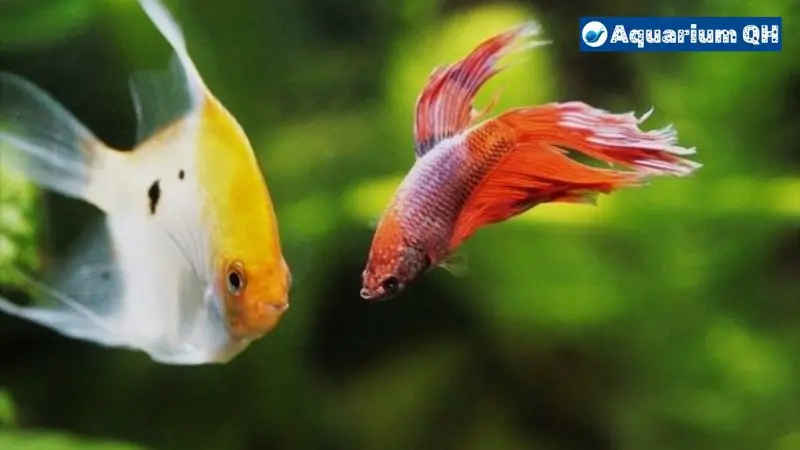 Can Angelfish Live With Bettas