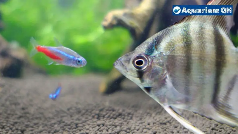 Angelfish and Neon Tetras