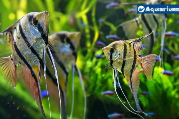 Angelfish and Neon Tetras: Can They Live Together?
