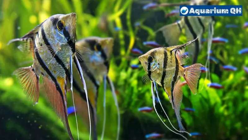 angelfish and neon tetras