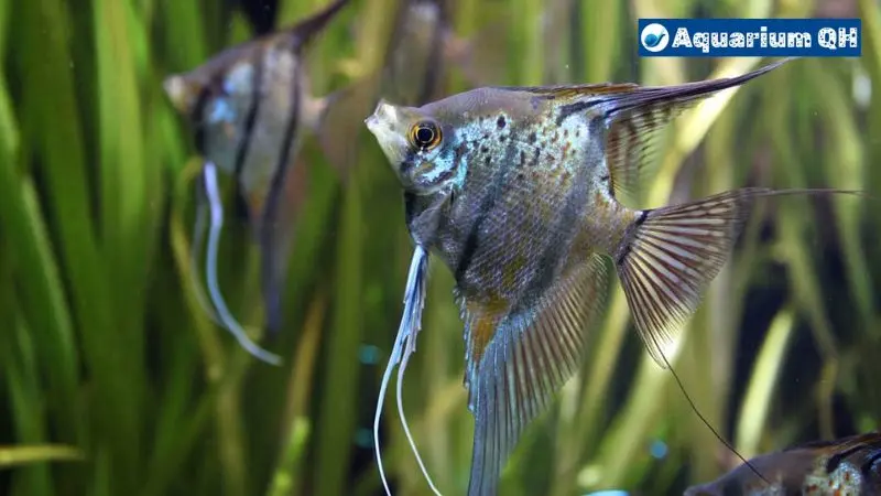 Angelfish and Neon Tetras