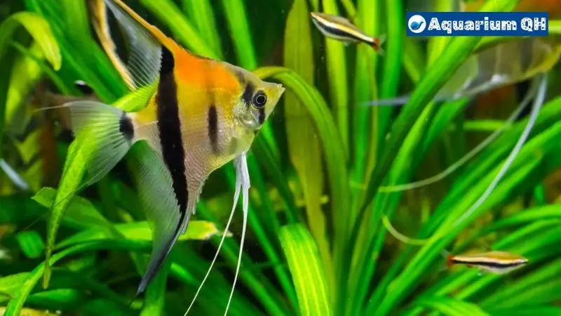 Angelfish and Neon Tetras