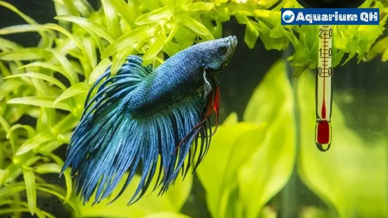 Why Is My Betta Fish Hiding?