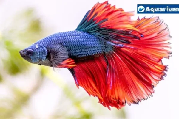 Betta Fish Hides Behind Filter: Causes and Solutions