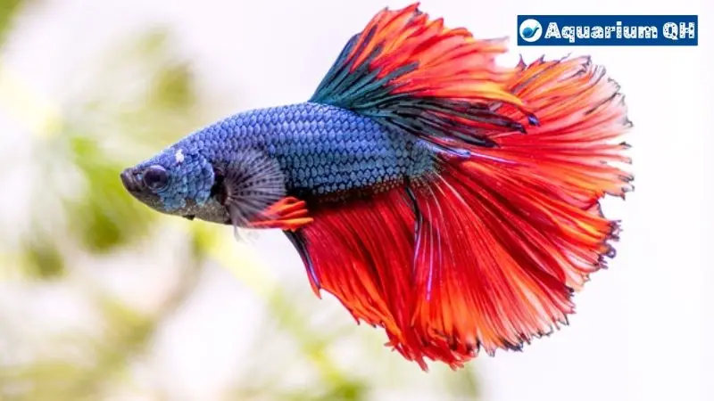 Betta Fish Hides Behind Filter: Causes and Solutions