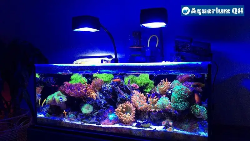 Is Blue Light Good For Fish