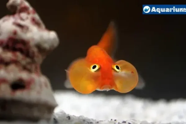 Bubble Eye Black Moor Goldfish: A Unique and Captivating Species