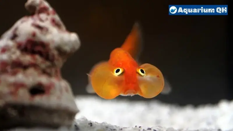 Bubble Eye Black Moor Goldfish