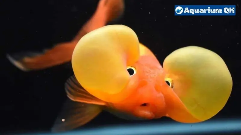 Bubble Eye Black Moor Goldfish