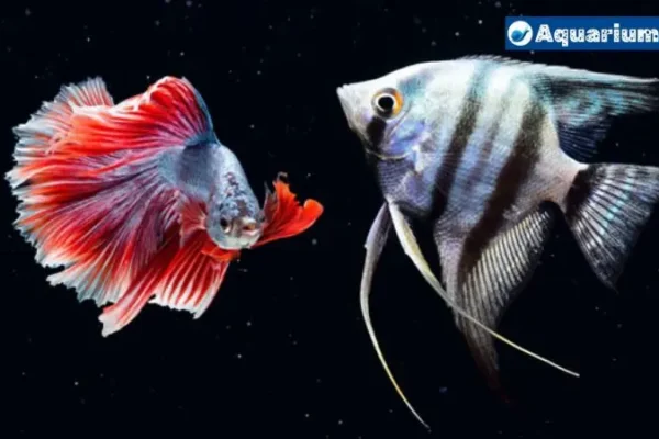 Can Angelfish Live With Bettas? Things You Should Know