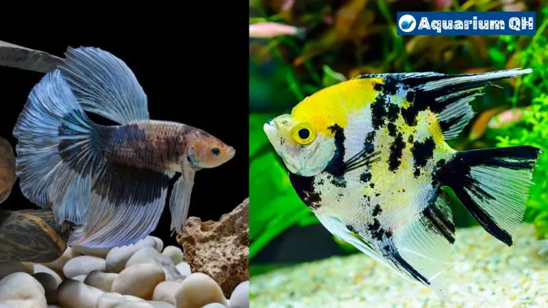 Can Angelfish Live With Bettas