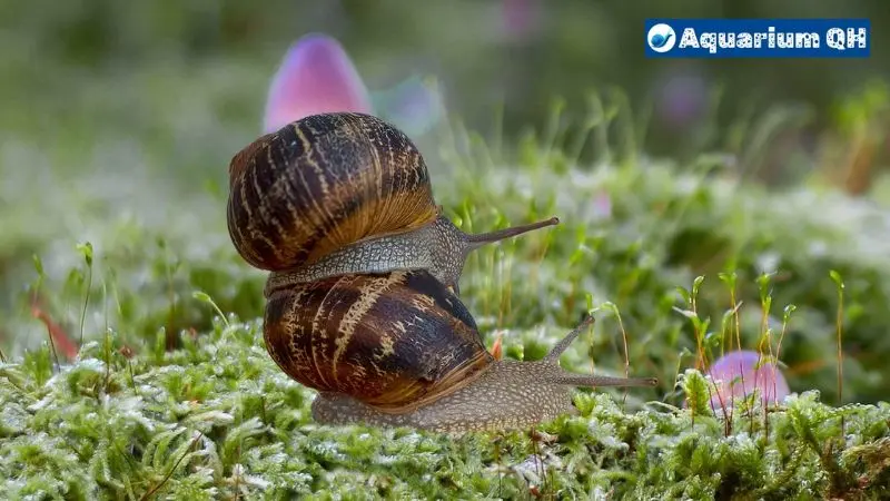 Can Mystery Snails Live Out Of Water?