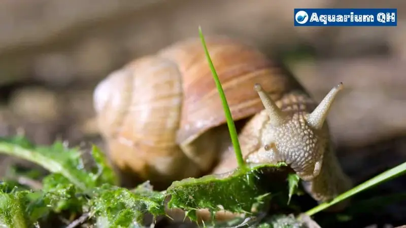 Can Snails Eat Celery?