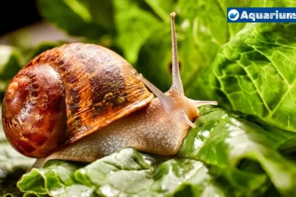 Can Snails Eat Celery: A Comprehensive Guide