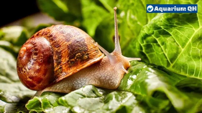 Can Snails Eat Celery: A Comprehensive Guide