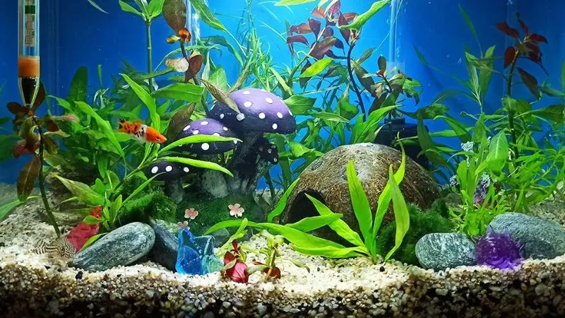 How Much Sand You Need For Your 55-gallon Aquarium?