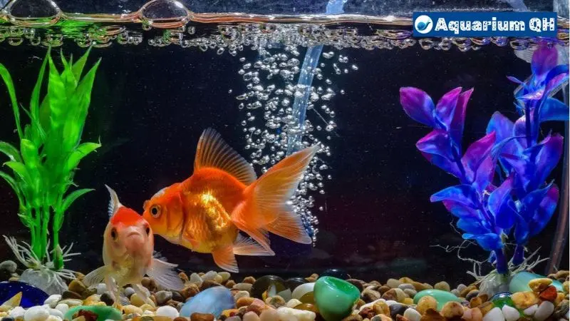 Do Goldfish Need Bubbles?