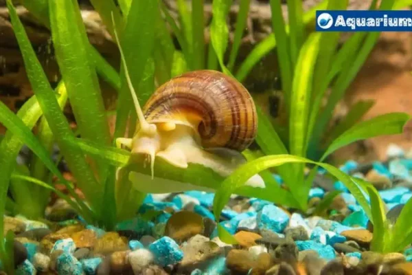Do Mystery Snails Need a Heater? The Best Living Enviroment For Your Snails
