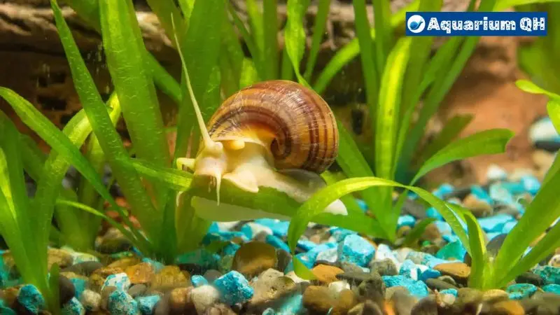 Do Mystery Snails Need a Heater? The Best Living Enviroment For Your Snails