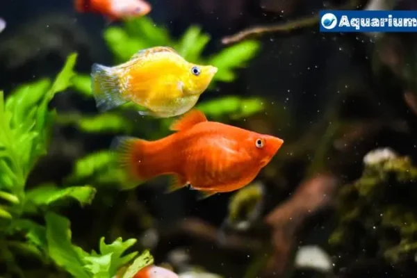 Does Molly Eat Algae? Unraveling the Mysteries of Aquarium Life