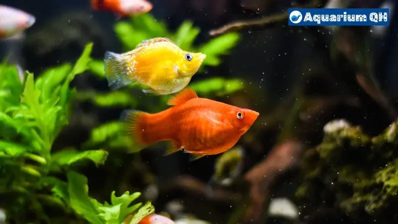 Does Molly Eat Algae? Unraveling the Mysteries of Aquarium Life