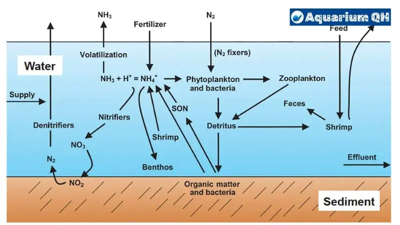 How To Fix Ammonia Not Converting to Nitrite?