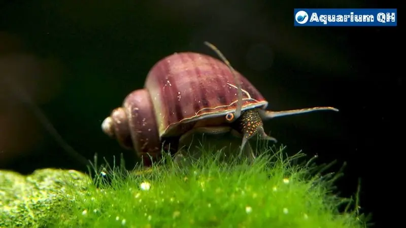 How Often To Feed Mystery Snails 