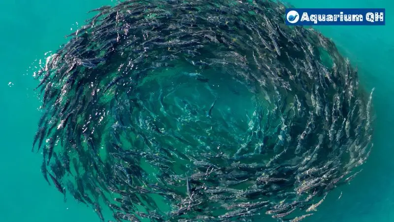 Fish Swimming in Circles