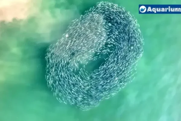Why Are Fish Swimming in Circles? Don’t Panic!!!