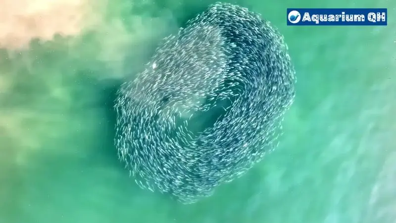 fish swimming in circles