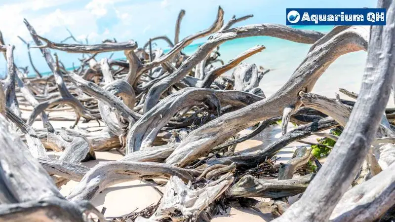 How Long Does Driftwood Take to Sink in a Fish Tank?