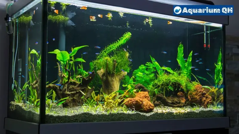  Best Glass Thickness for Aquarium