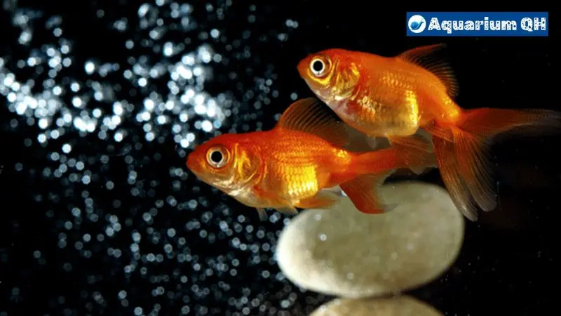 Do Goldfish Need Bubbles?