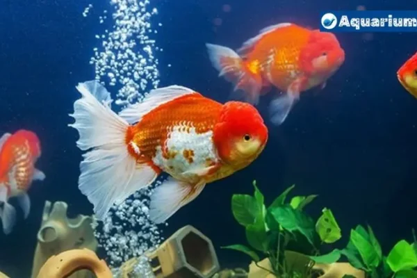 Do Goldfish Need Bubbles? The Surprising Truth About Aquarium Aeration