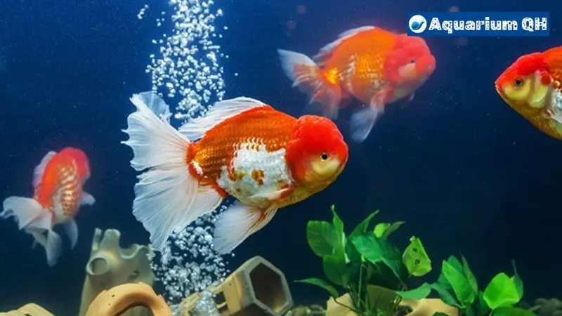 Do Goldfish Need Bubbles?