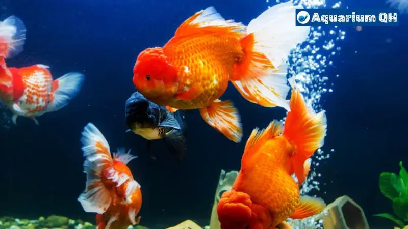 Do Goldfish Need Bubbles?