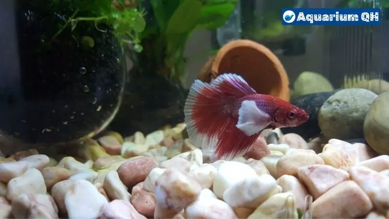 Betta Fish Hides Behind Filter