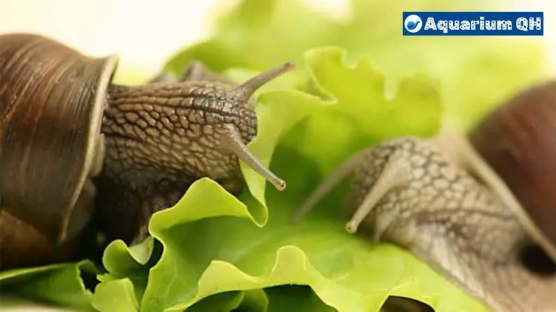 Can Snails Eat Celery?