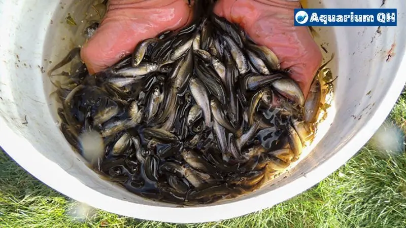 How Long Can Minnows Live In A Bucket