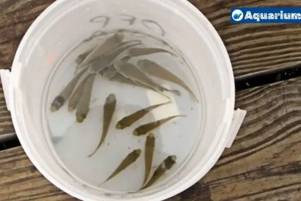 Minnows in a Bucket: How Long Can They Survive?