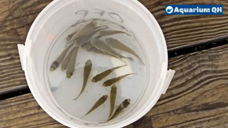 Minnows in a Bucket: How Long Can They Survive?