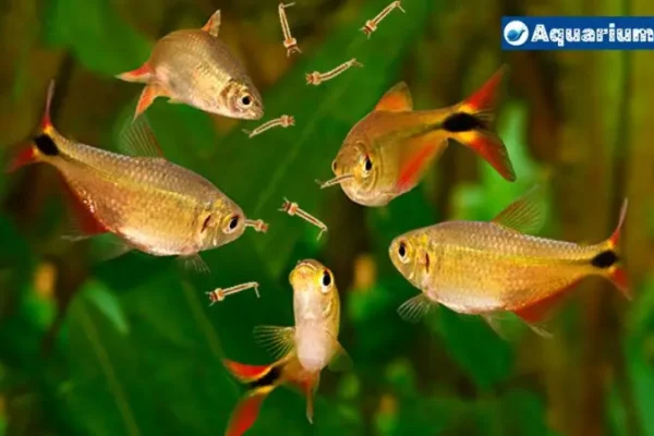 Mosquitoes In Fish Tank: Causes And Solusions