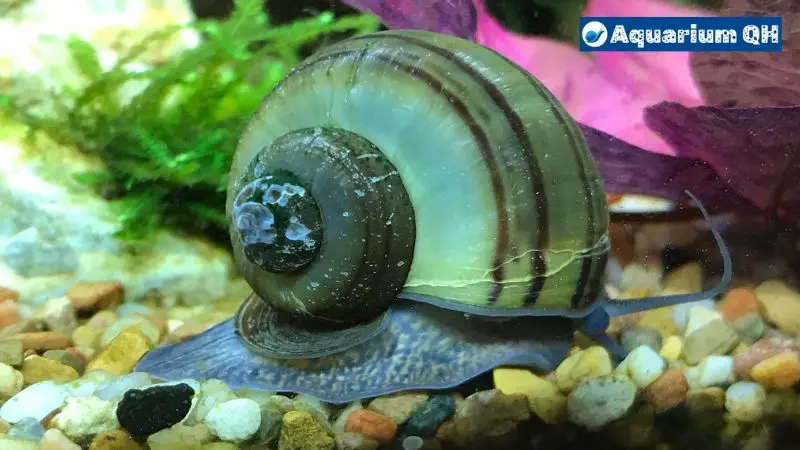 Can Mystery Snails Live Out Of Water?