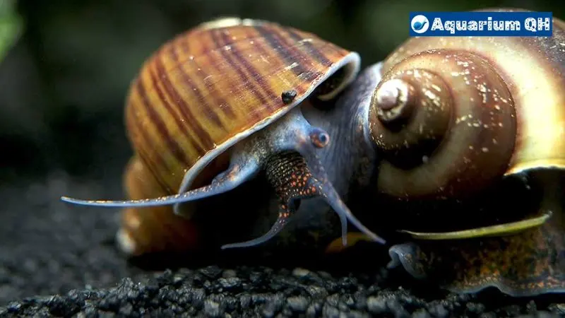 Can Mystery Snails Live Out Of Water