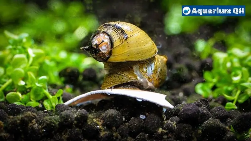 What to Feed Mystery Snails for Calcium