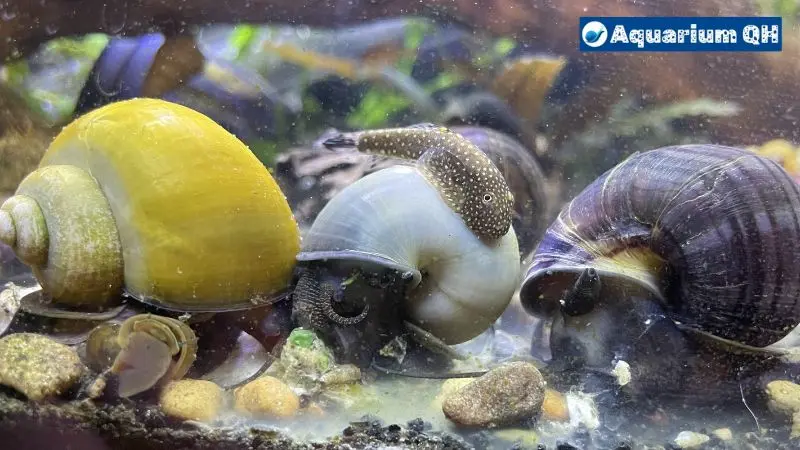 Determining Infertile Mystery Snail Eggs