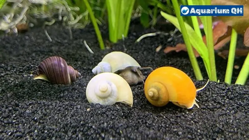 Can Mystery Snails Live Out Of Water?