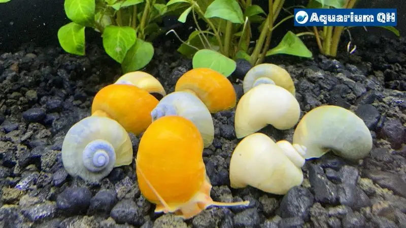 Do Mystery Snails Need a Heater?