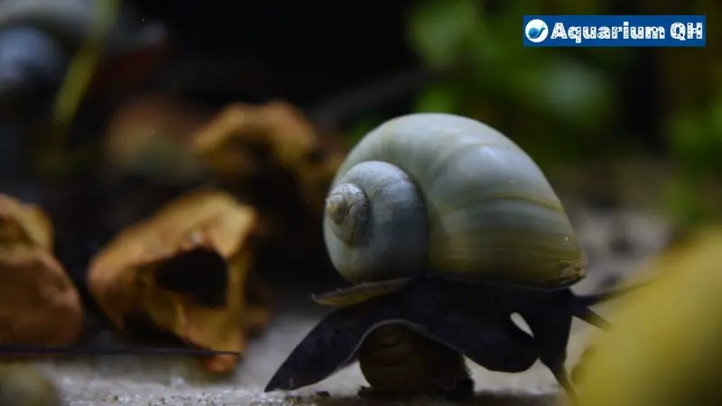 Possible Reasons For A Mystery Snail Not Moving