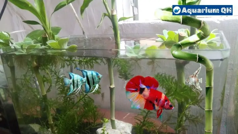 Can Angelfish Live With Bettas